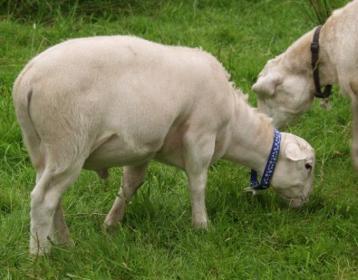 butcha white dorper katahdin ram lustrous coat