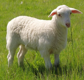 white dorper ewe l mo