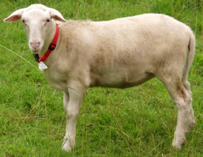 white dorper katahdin ewe lamb