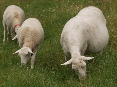 white dorper ewe with hair lambs