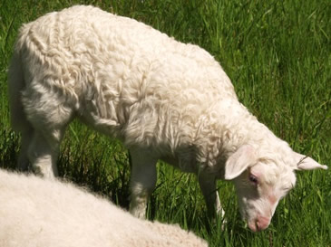hair lamb grazing at 1 month