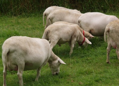 white dorper katahdin ewes with lambs