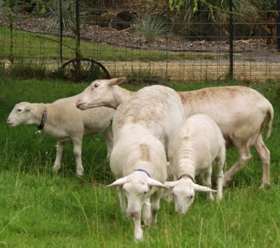 honey gen II with hair lambs