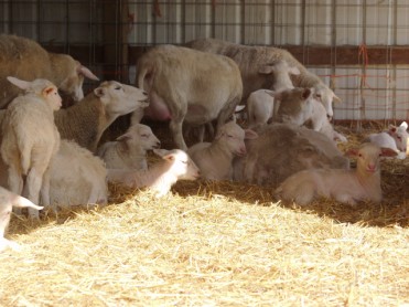 hair sheep in barn with lambs