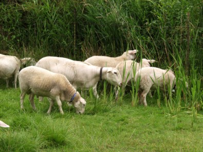 white dorper katahdin ewe grazing with lambs