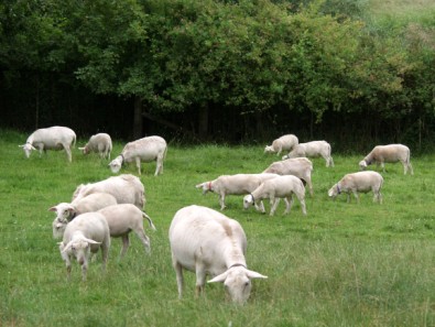 white dorper katahdin hair sheep grazing