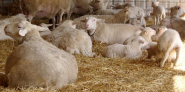 hair ewes in the barn with new lambs