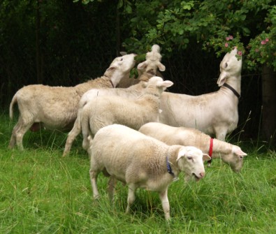 white dorper katahdin ewes eating wild roses