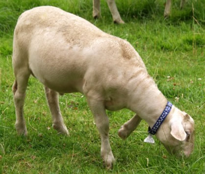 white dorper katahdin lustrous coat ram lamb