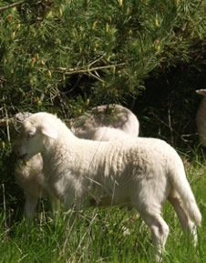 white dorper ram lambs foraging