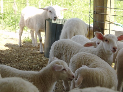 hair lambs 1 mo