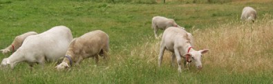 white dorper katahdin ewe and lambs