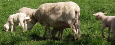 hair ewe with lambs going to graze