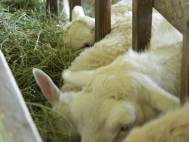 ewes help train good manners at the trough