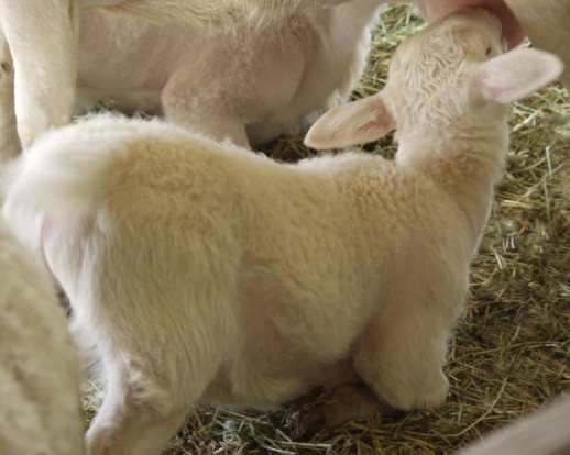 twin white dorper kat  hair lambs nursing