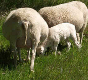 older ewes with wide heavy bags of milk/no sag