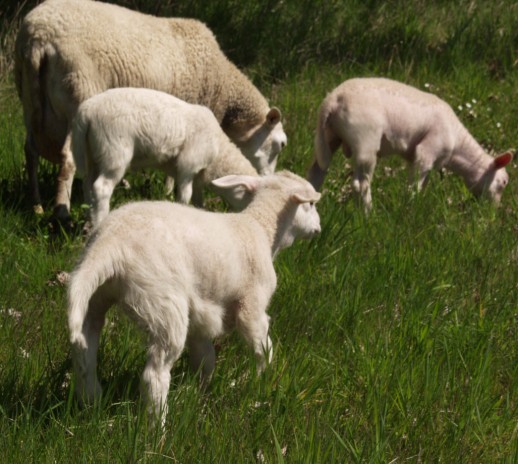 hair ewe with triplets grazing