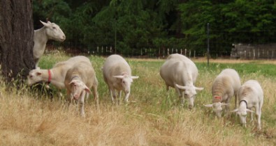 white dorper kat ewe with lambs