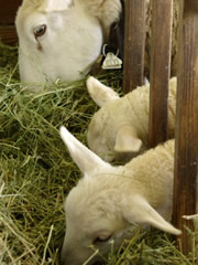 ewe and twins eating at trough