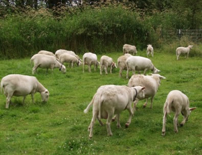 white dorper katahdin ewes lambs