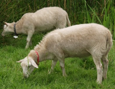 white dorper katahdin hair ewe ram lambs