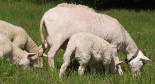 white dorper hair ewe with 1 mo twins