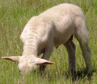 lustrous ram lamb 1 mo