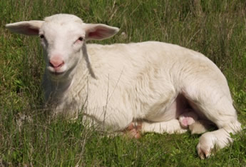 ram lamb 1 mo white dorper hair