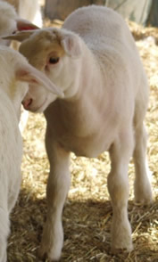 ram lamb lustrous coat 1 mo