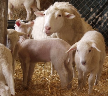 white dorper ewe with twins