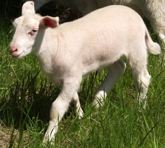 lustrous coat ewe hair lamb 1 mo