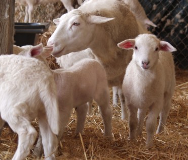 hair lambs at 2 weeks