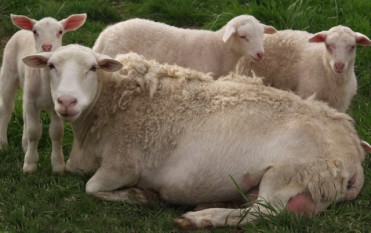 white dorper ewe triplets