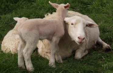 white dorper with twin ewes