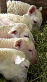 training lambs manners at the trough