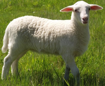 ewe hair lamb 1 mo