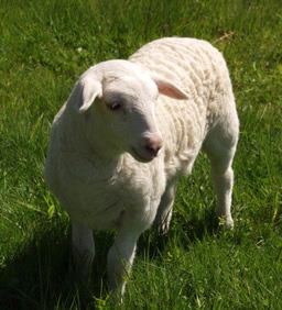 white dorper  ewe lamb 1 mo