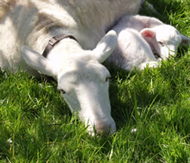 1 day old  hair ewe