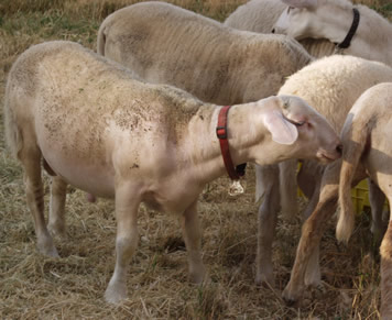 hanaus with hair ewes