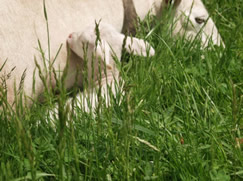 1 day old hair ram 