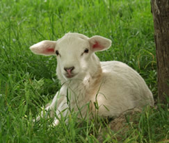 14 day ewe lamb
