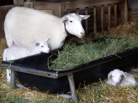 meeka  twins 2 days old