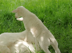4 day old  white lustrous ewe lamb