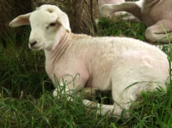 12 day old hair lamb