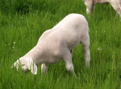 week old  ram lamb