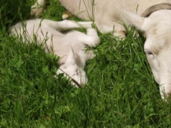 3 day old ram lamb