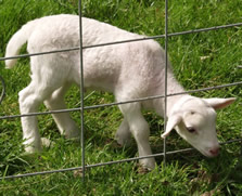 2 day old ram lamb