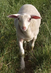 hair ram lamb