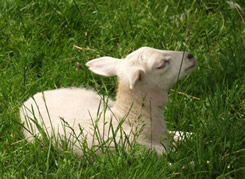 5 day old ewe lamb