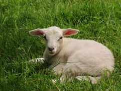 7 day old ram lamb
